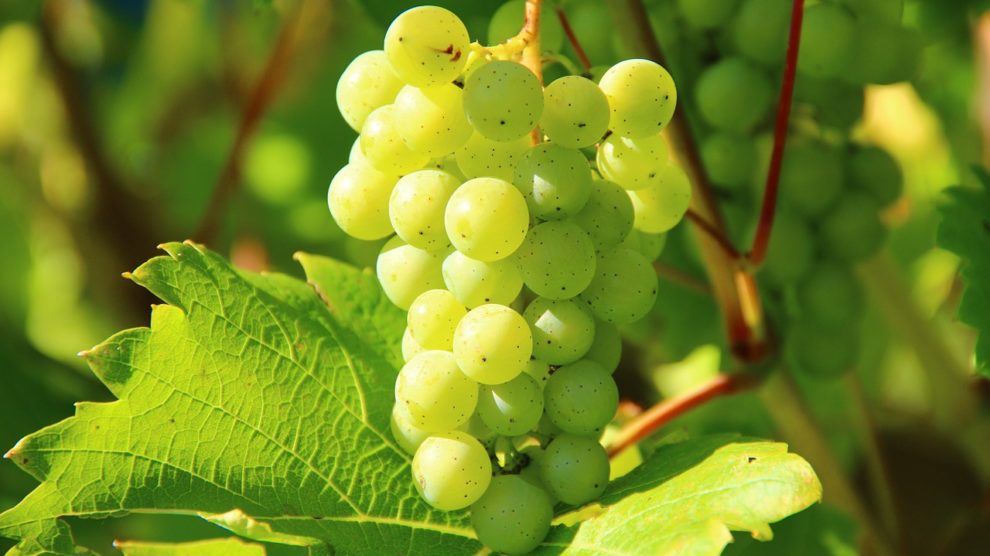 フランスの自然派ワイン認証制度「ヴァン・メトード・ナチュール」