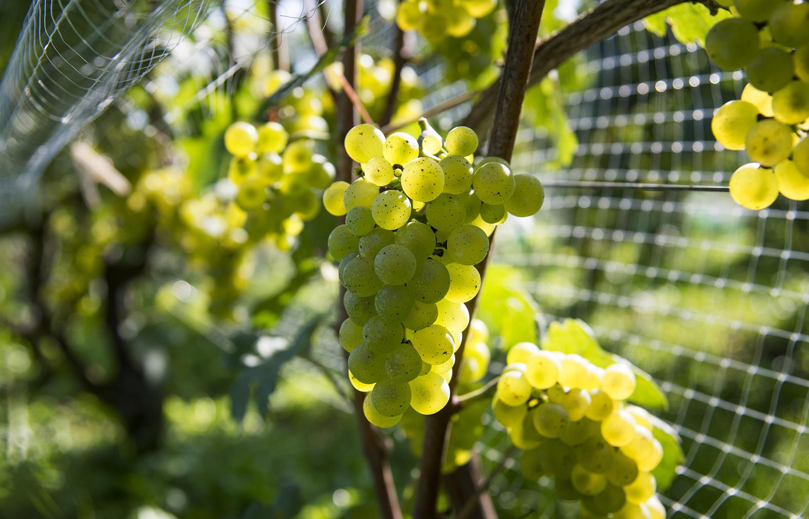domaine tetta - VINOGRAD