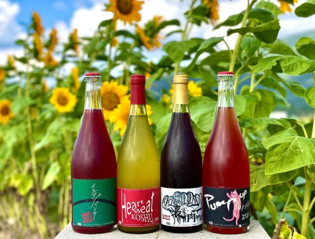 山形のYellowMagicWineryから新ワインが入荷しました！

毎年人気のPump upシリーズと、お目にかかれたらラッキーな特別シリーズです！

🍇iemaji panchi / イエマジパンチ 2022
開栓と共にフルーティ香と香ばしさも感じられます。

https://shop.vinograd.jp/items/75510129

🍇Heart Beat KOSHU / ハートビート甲州 2022
フレンチオーク発酵特有の柔なかなテクスチャーと酸との兼ね合いは色んな食とのシーンに合うでしょう。5年10年と熟成も可能ですが、フレッシュな状態でもその味わいは楽しめます。

https://shop.vinograd.jp/items/75510091

🍇Pump up ツンデレ 2022
可愛らしいベリーの香りがいっぱい広がる毎年人気のシリーズ。その年によって岩谷さんは醸造のアプローチを変えているので、
また昨年VTとは違う風味です。当店には昨年VTの在庫も僅かながらまだありますので、ぜひ飲み比べてほしいです☺
今回のワインは「ツン無しのデレデレ」の風味！猫ちゃんのラベルもキュートで大好きです！

https://shop.vinograd.jp/items/74151310

🍇裏 肉ヤロウ 2022
別ヴァージョンの「GROOOVE NIKU YARO 2022」から派生した裏　肉ヤロウです。
マロラクティック発酵のまろやかな味わいがお肉やチーズにぴったりです。特に香りが独特なヤギや羊、ジビエなんかにも💛
瓶内の乳酸発酵由来で開けたては「シュワシュワ」しています。開栓後は微炭酸が抜け、ワイン本体の重厚な「乳」の香りに包まれ、程よいタンニンと酸が味わえます。
GROOOVE NIKU YAROとの違いを楽しんでほしいです！

https://shop.vinograd.jp/items/77967350

店頭＆オンラインショップで販売中です。
お気軽にお問い合わせください。

#🍇jp
#yellowmagicwinery 
#自然派ワイン 
#自然派ワインのお店 
#自然派ワインショップVinograd 
#vinograd 
#vinogradjp 
#naturalwine 
#vinnature 
#wine
#ワイン好きな人と繋がりたい
#亀岡市