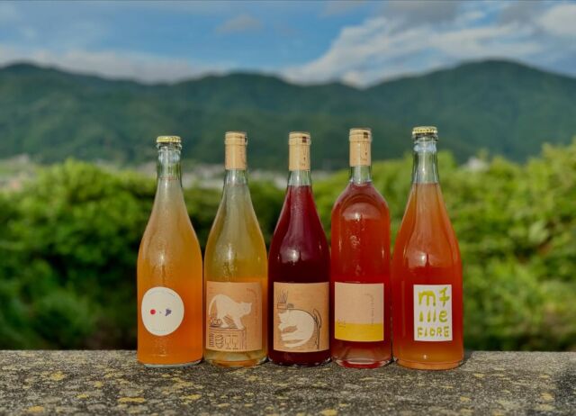 夏も真っ盛り！季節は今まさにピークを迎えています。
今回ご紹介するのは虹のように5色オレンジ色が1本1本に煌めくFattoria AL FIOREのワインたち。
新入荷のワインと共にキラキラした夏を楽しみましょう！

🍇りんごとぶどう　2023
有機栽培でりんごと、巨峰、ネオマスカットを合わせたコラボレーションハードサイダーです。今VTもとても美味しいです！
心地よい酸と蜜感、ぶどうのコクが相まった、大人のサイダーです。

🍇Neco series Cirol　2023
保護猫ちゃんたちの名前が由来のNECOシリーズ。
バラの香水のような香りとトロピカルでリッチな香りが豊かに広がります。とても華やかなのに、親しみやすいオレンジワインです。

🍇Neco series hana 2023
保護猫ちゃんたちの名前が由来のNECOシリーズ。
今年のハナちゃんはキュートな果実味に大人っぽいしなやかさもプラスされています。
さくらんぼの甘酸っぱさからオリーブ、フェンネルのスパイシーさが魅力的です。

🍇Rosato Bis! Ripasso　2023
目黒さんが初めて仕込んだワインの一つ、Rosato 2015 をイメージして造られたワイン。
Bis （イタリア語、アンコールという意味）すなわち復刻版です。
食用ぶどうの品種とカベルネ・ソーヴィニオンをダイレクトプレスにて造られた色調濃い白ワイン。
今年を合わせて3VTじかない貴重なシリーズです。是非お試しください！

🍇Mille FIORE　2023
アルフィオーレの目黒さん×千夢ワイナリーの吉田さん初コラボワイン！
2人の想いが交わった幾重にも重なる花びらのようなワインです。
ネクタリンのような甘酸っぱさとはちみつの香りが広がる、優しい味わいです。

オンラインショップ、店頭で発売中です。
お気軽にお問い合わせください。

#🍇jp
#vinogradjp
#ファットリアアルフィオーレ
#fattoriaalfiore 
#日本ワイン
#ナチュラルワイン
#vinnature 
#orangewine 
#kyoto 
#馬路町
#kameoka